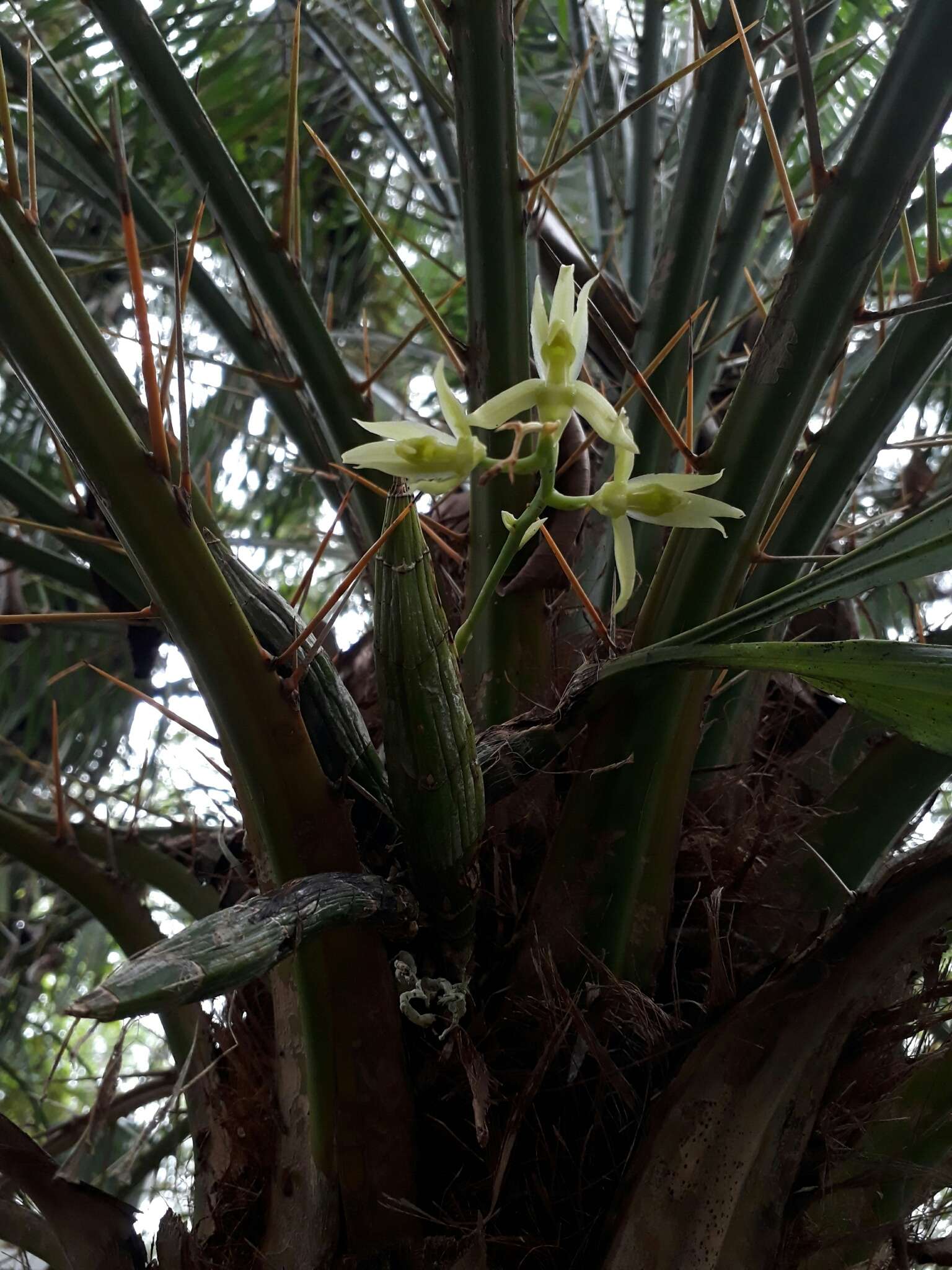 Image de Catasetum rectangulare G. F. Carr