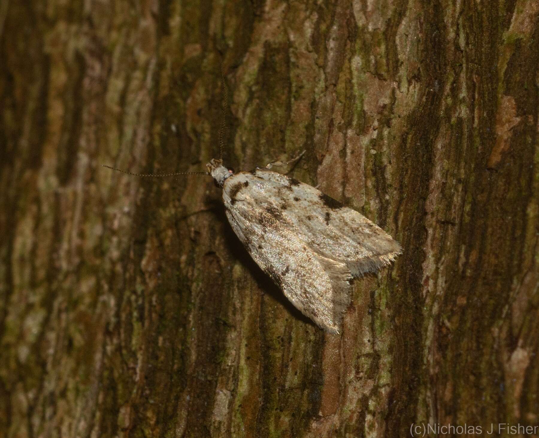 Image of Antiopala ebenospila Turner 1917