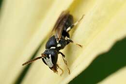 Sivun Hylaeus leptocephalus (Morawitz 1870) kuva