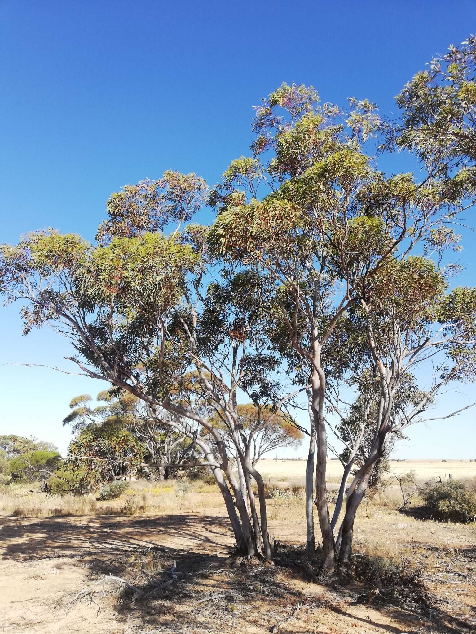 Слика од Eucalyptus wubinensis L. A. S. Johnson & K. D. Hill