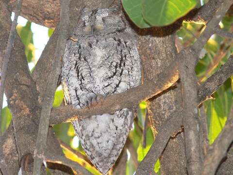 Imagem de Otus senegalensis senegalensis (Swainson 1837)