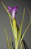 Image of Dianthus sylvestris subsp. aristidis (Batt.) Greuter & Burdet
