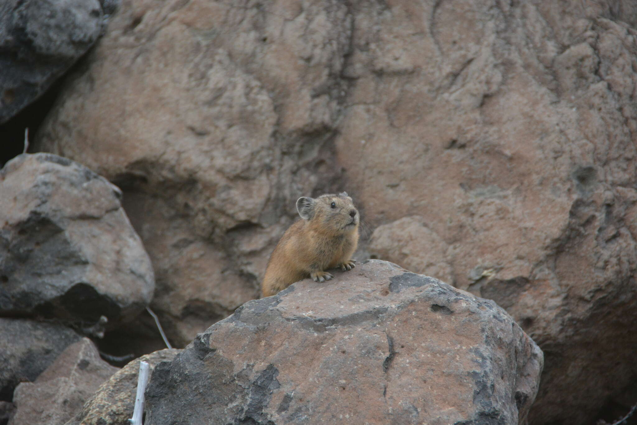 Image of Northern Pika