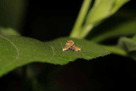 Image of Eurasian Hemp Moth