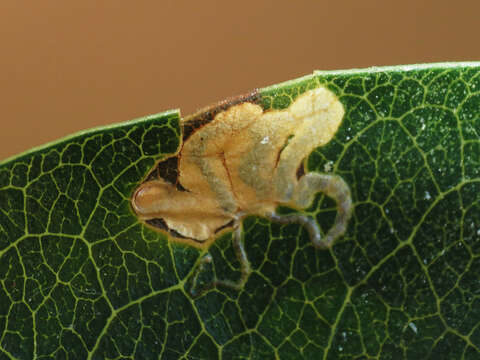 Image of Stigmella braunella (Jones 1933) Wilkinson et al. 1979