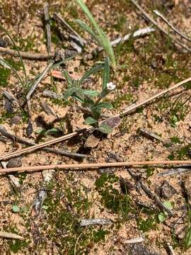 Image of slender phlox