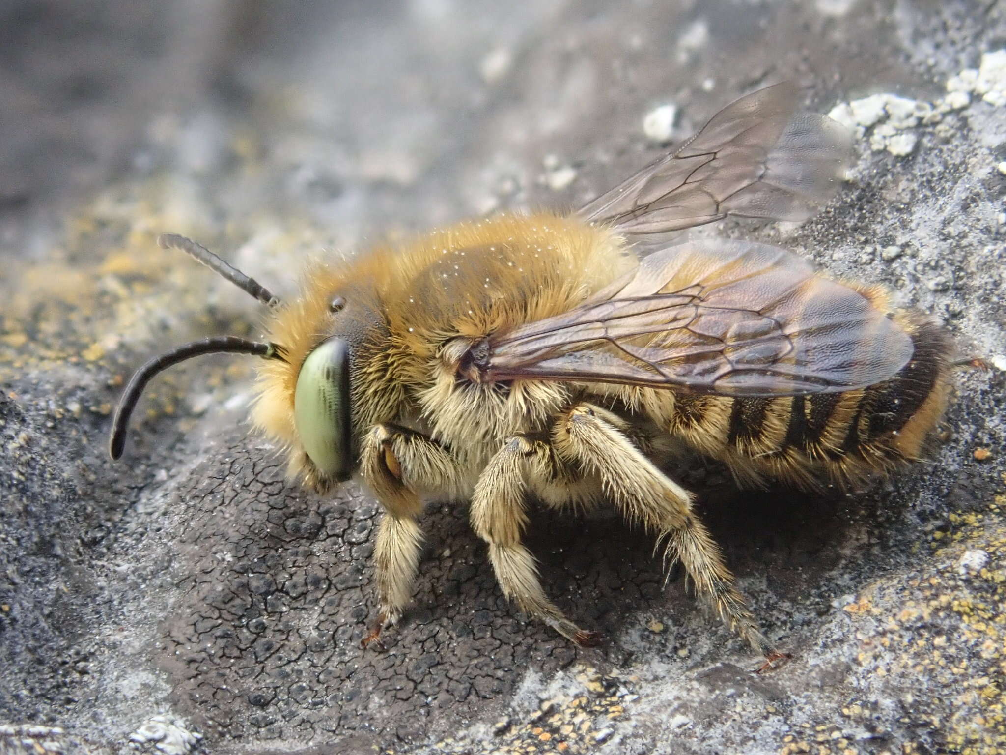 Image de Megachile leachella Curtis 1828