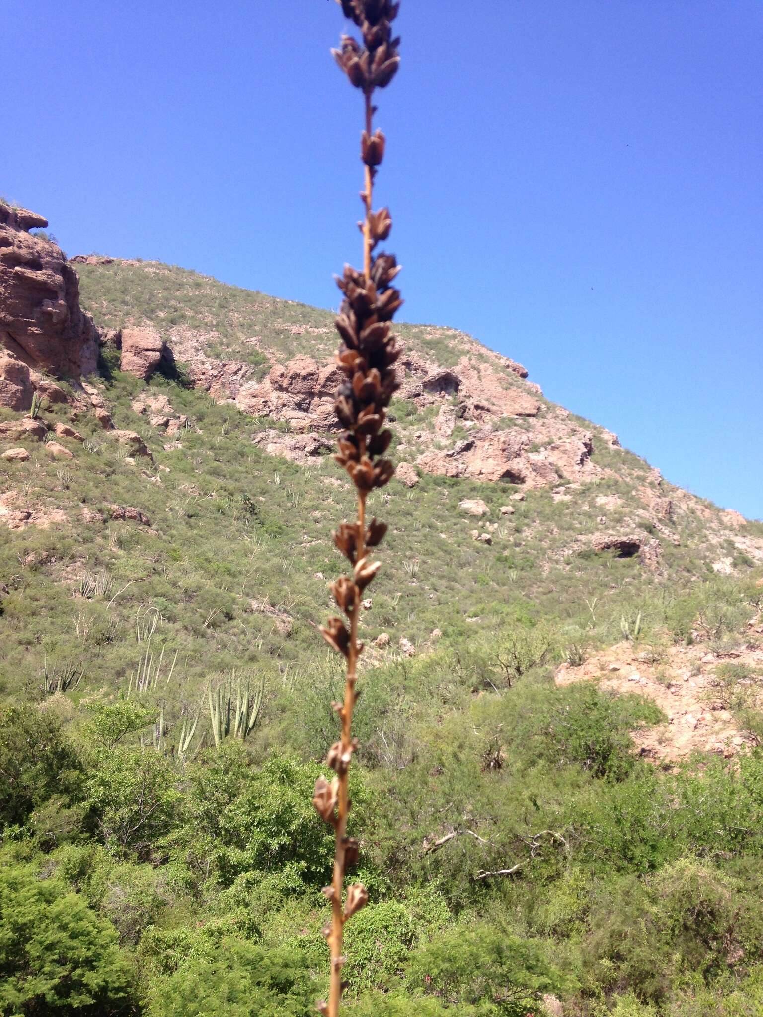 Image of Agave felgeri Gentry