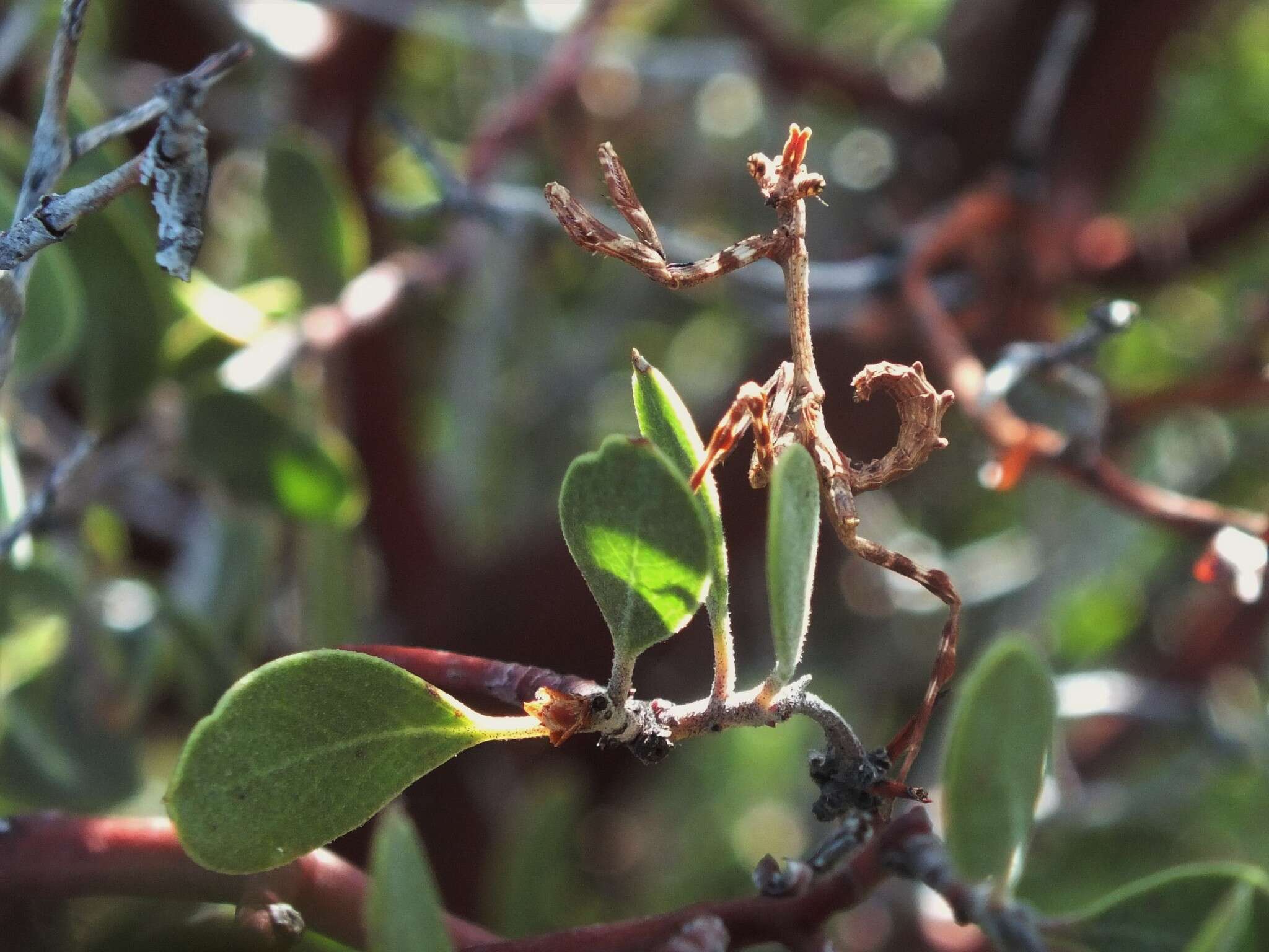 Image of Pseudovates arizonae Hebard 1935