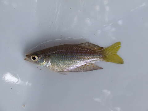 Image of Checkered rainbowfish