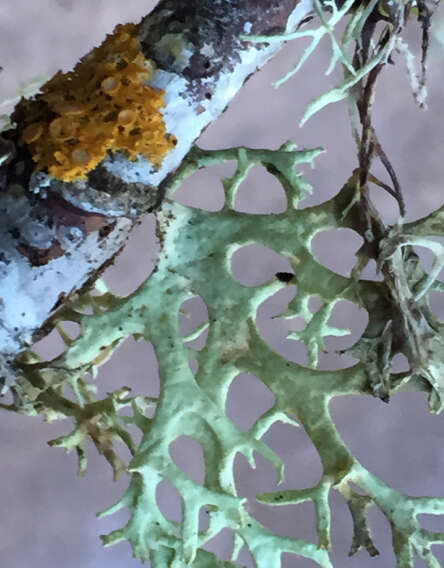 Image of ring lichen