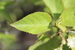 Image of Mexican croton