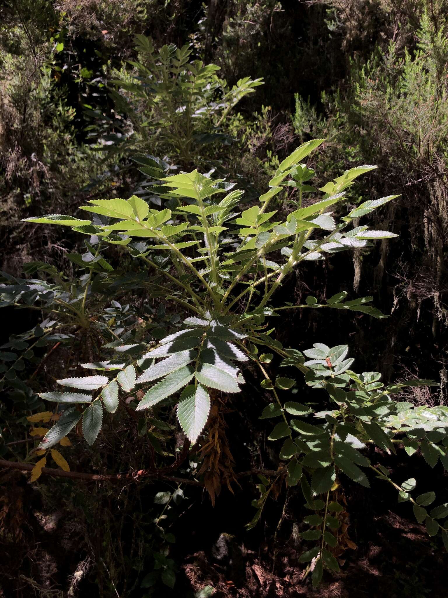 Image of Bencomia caudata (Ait.) Webb & Berth.