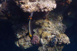 Image of Elegant Unicornfish