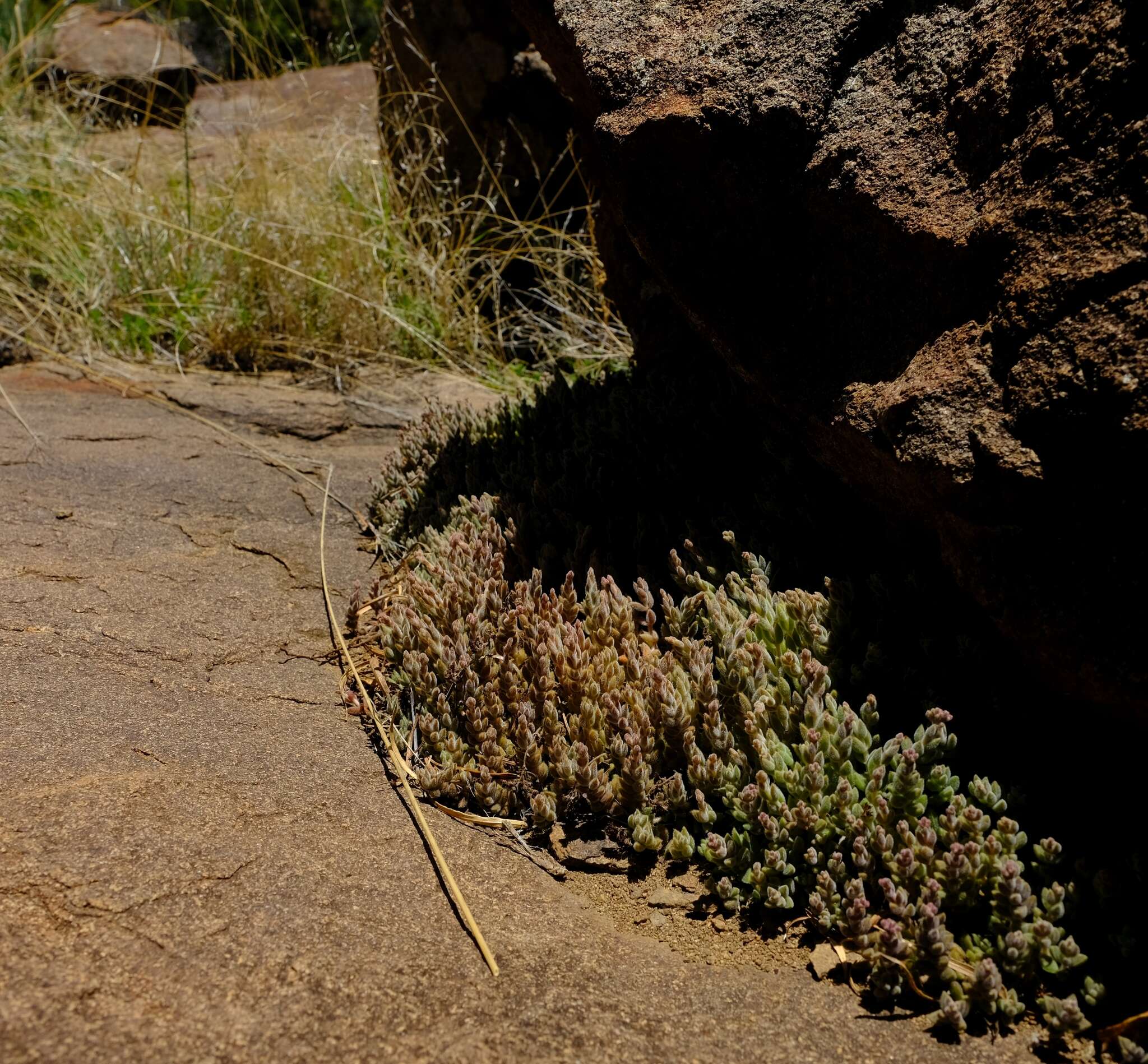 Image of Crassula lanuginosa var. pachystemon (Schönl. & Bak. fil.) Tölken