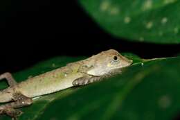 Image of Indonesia Earless Agama