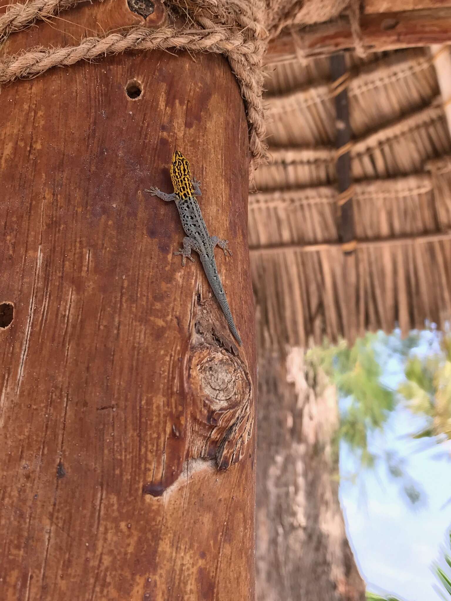 Image de Lygodactylus picturatus (Peters 1870)