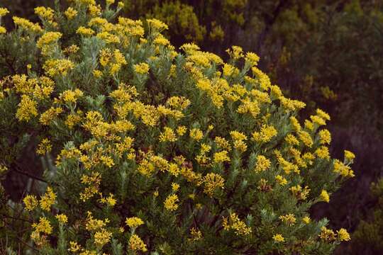 Image of Hubertia tomentosa Bory