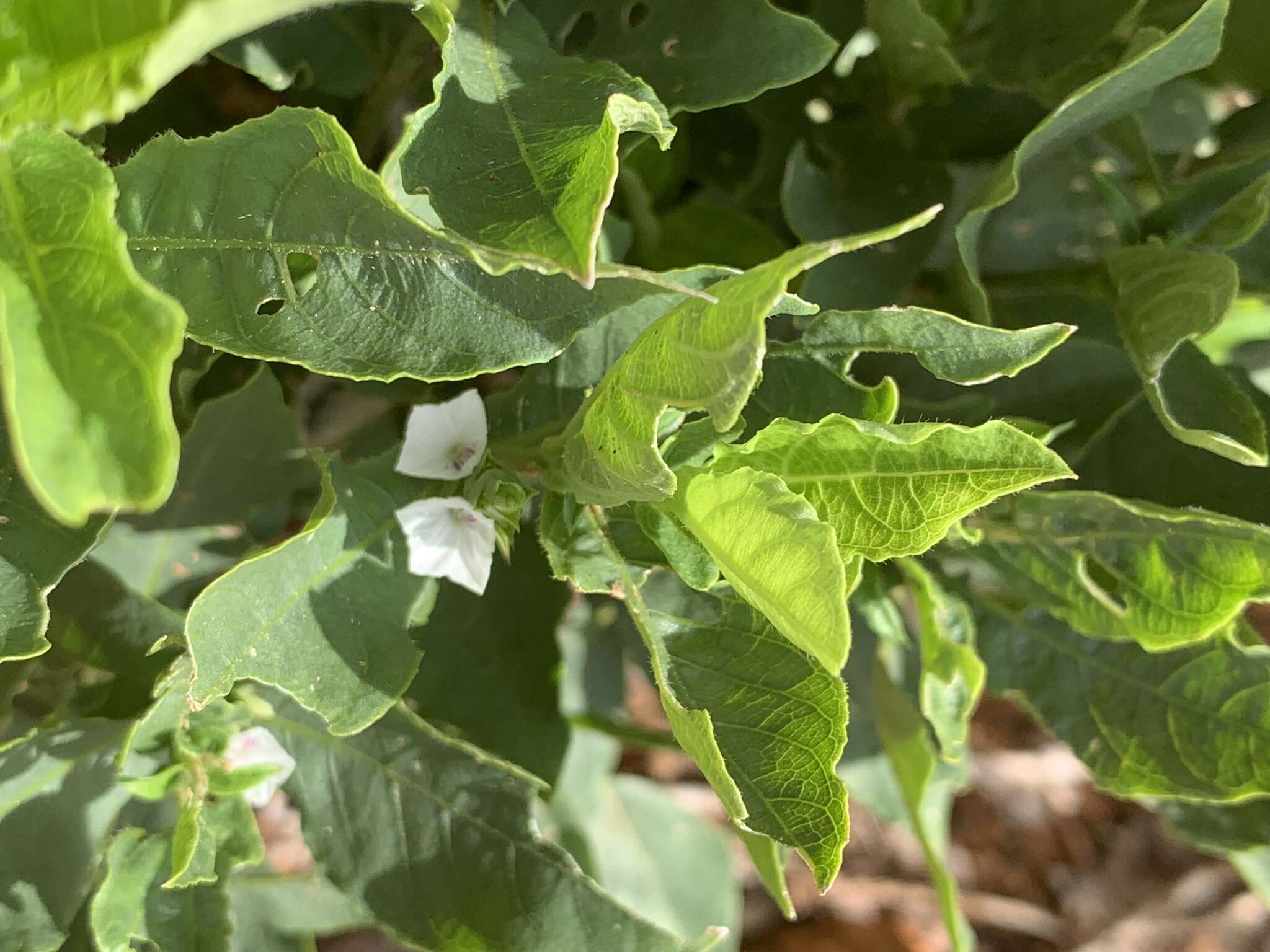 Neuracanthus africanus T. Anders. ex S. Moore resmi