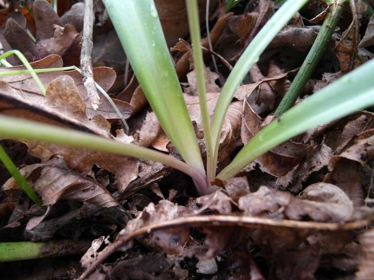 Image of Scilla bithynica Boiss.