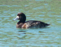 Image of Greater Scaup