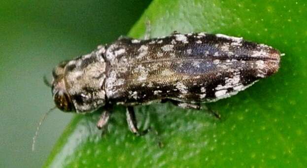 Agrilus occipitalis (Eschscholtz 1822)的圖片