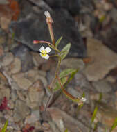 Chylismiella resmi