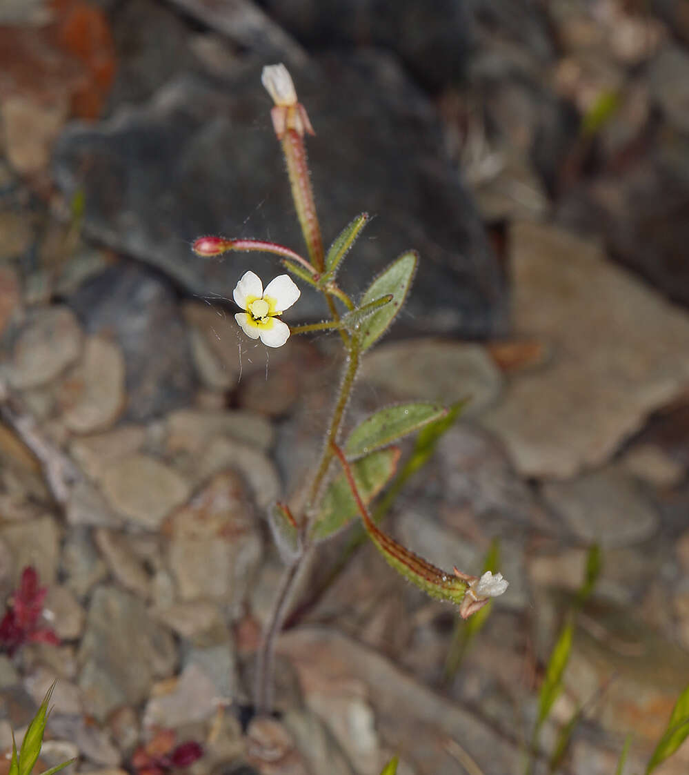 Plancia ëd Chylismiella