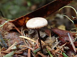 Image of Paragymnopus sequoiae