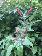 Image of Mexican sage