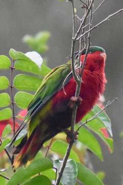 Image of Kuhl's Lorikeet