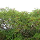 Image of Sorbus matsumurana (Makino) Koehne