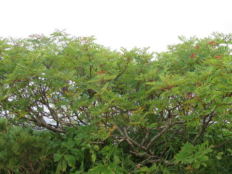 Plancia ëd Sorbus matsumurana (Makino) Koehne