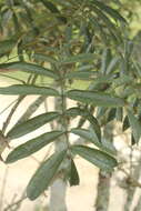 <i>Andira taurotesticulata</i>的圖片