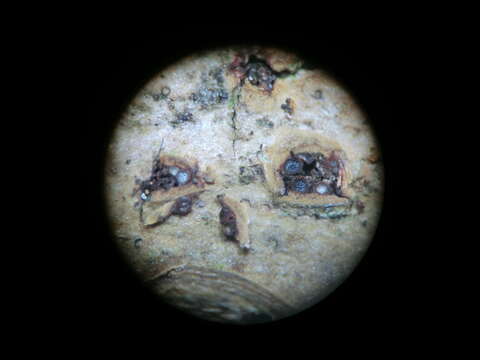 Image of Camarosporidiella elongata (Fr.) Wanas., Wijayaw. & K. D. Hyde 2017