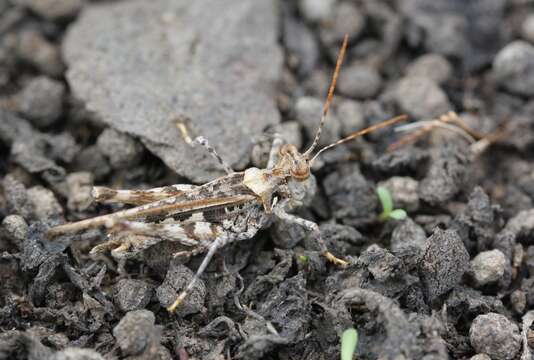 Derotmema saussureanum Scudder & S. H. 1900 resmi