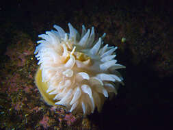 Image of horseman anemone