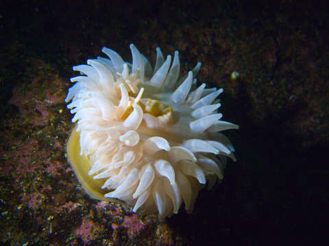 Image of horseman anemone