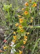 Image of Tropaeolum ciliatum Ruiz & Pav.