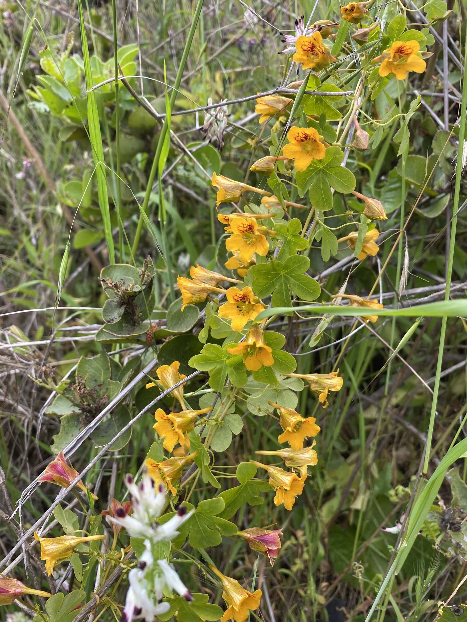 Image of Tropaeolum ciliatum Ruiz & Pav.