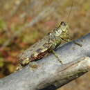 Image of Melanoplus punctulatus griseus (Thomas & C. 1872)