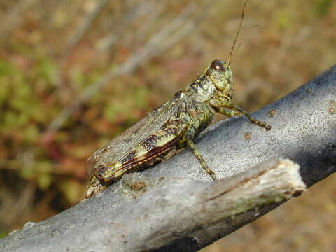 Слика од Melanoplus punctulatus griseus (Thomas & C. 1872)