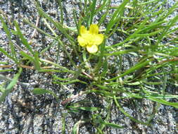 Ranunculus reptans L. resmi