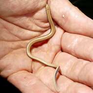 Image of Slow worm