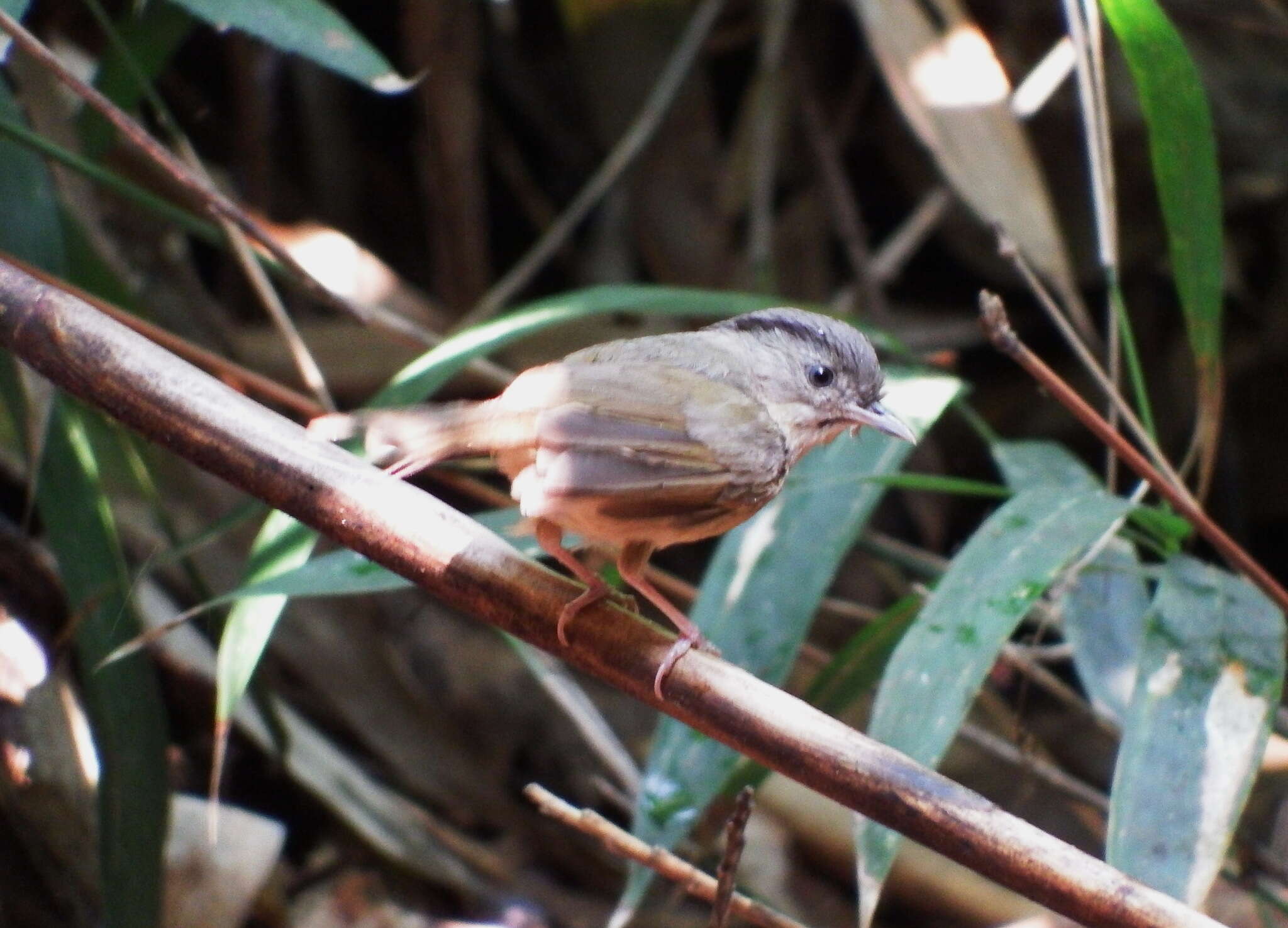 Image of Brown-cheeked Fulvetta