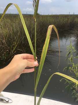 Image of Big Cord Grass