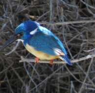 Image of Half-collared Kingfisher