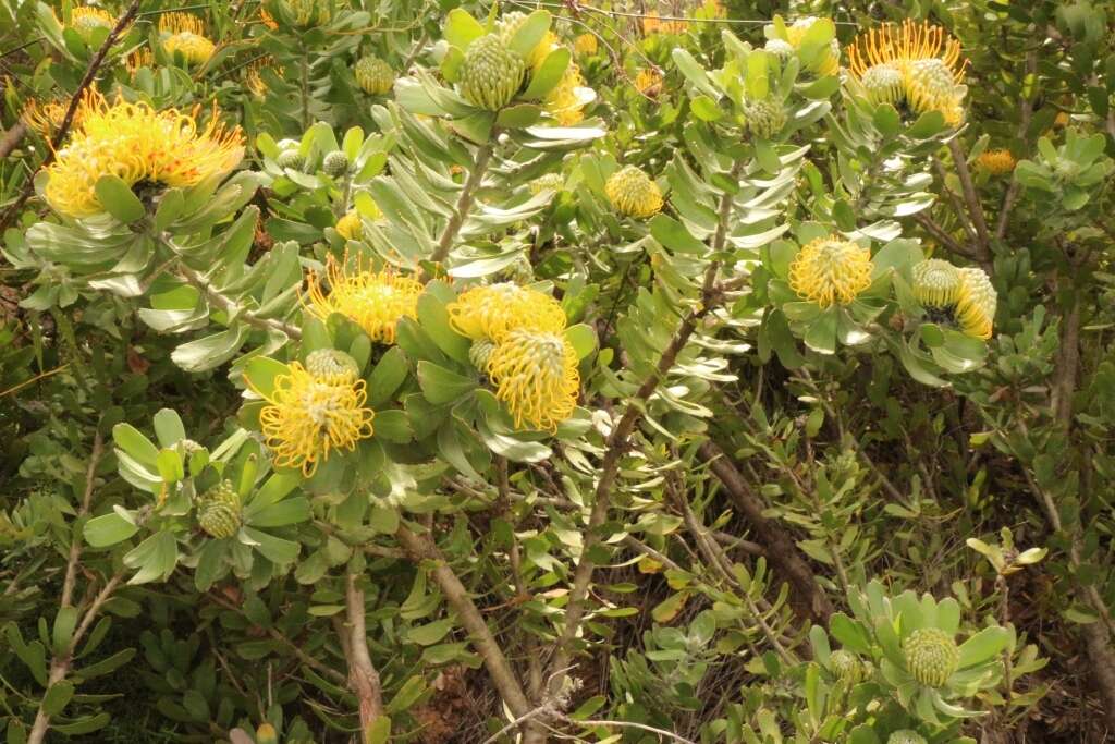 Image of Leucospermum praecox Rourke