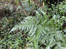 Image of Dryopteris polita Rosenst.