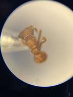 Image of Cyphomyrmex wheeleri Forel 1900